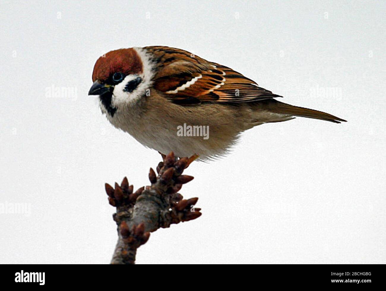 Passer Montanus Deutsch Eurasian Feldsperling English Eurasian Tree Sparrow Magyar Eurazsiai Fa Sparrow Italiano Eurasiatica Passera Mattugia Lietuvių Eurazijos Zvirblis 粵語 歐亞麻雀 中文 欧亚麻雀 日本語 スズメ 17 February 05 Daniela Kaser