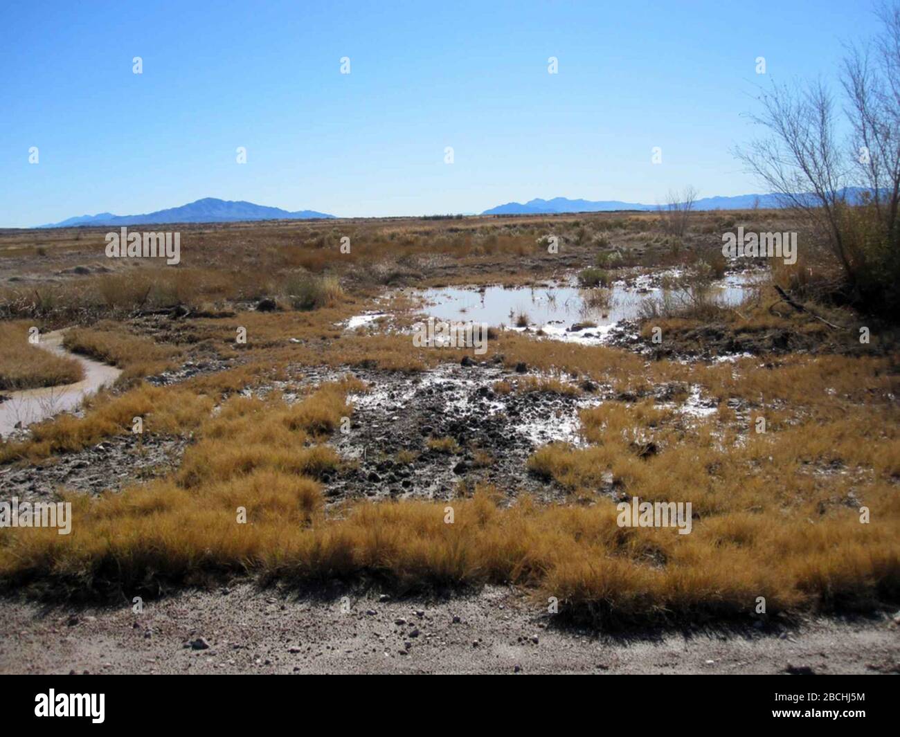 Udfyld nudler Renovering Ash Meadows National Wildlife Refuge High Resolution Stock Photography and  Images - Alamy
