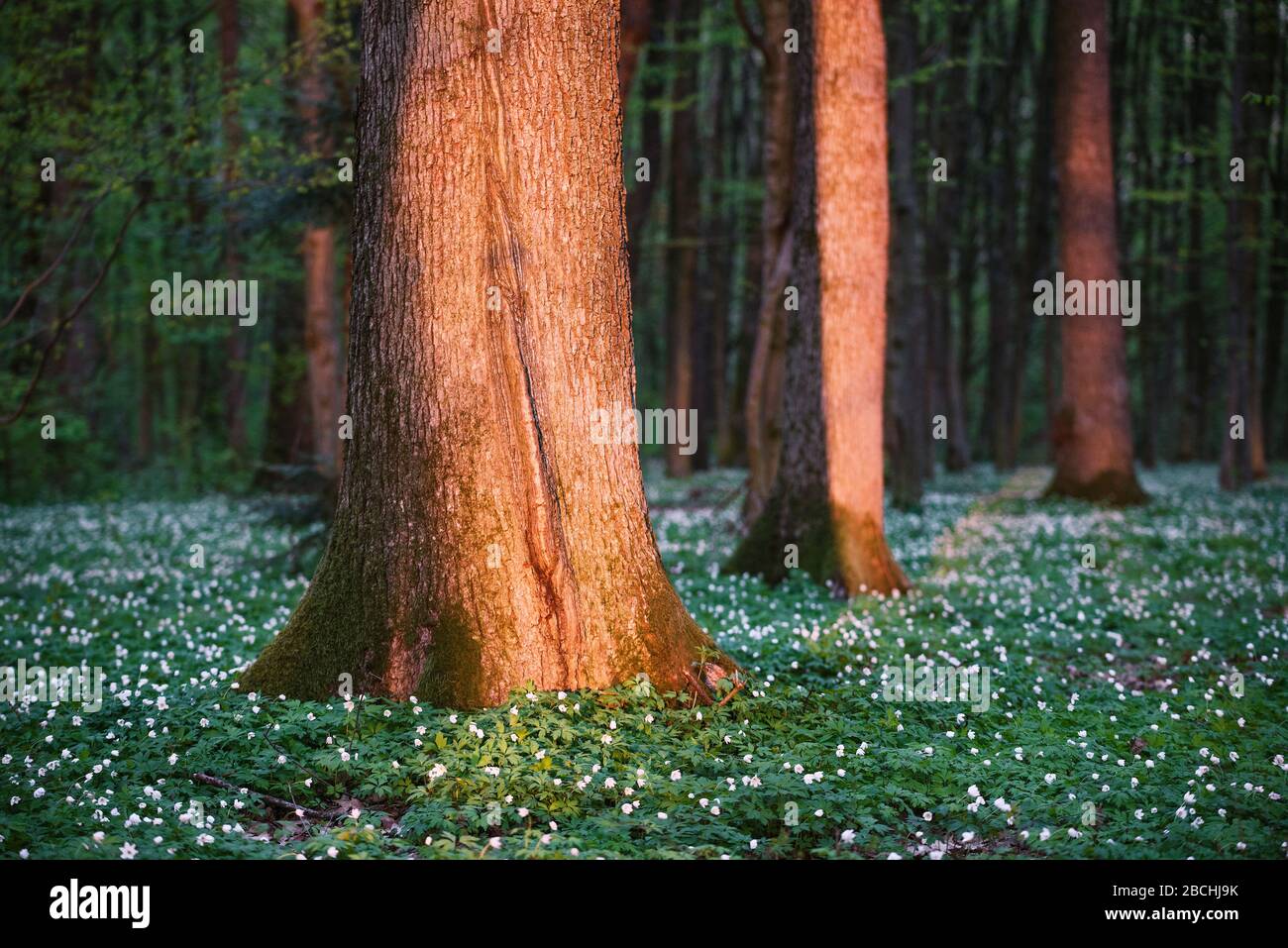First spring flowers in the forest. Morning landscape with beautiful ...