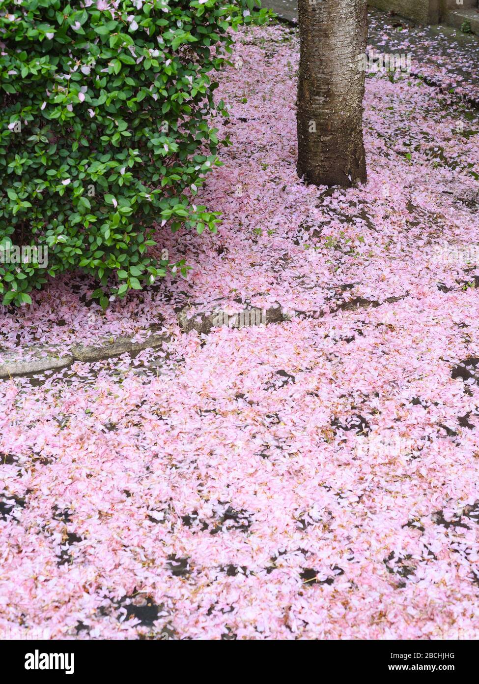 Cherry blossom season. Natural background with fallen sakura petals