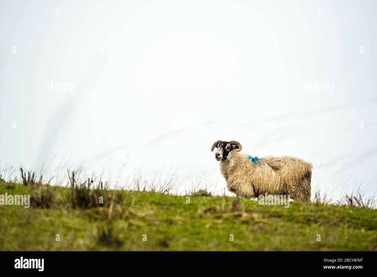 Scottish sheep on pasture, Highlands, Scotland Stock Photo Alamy