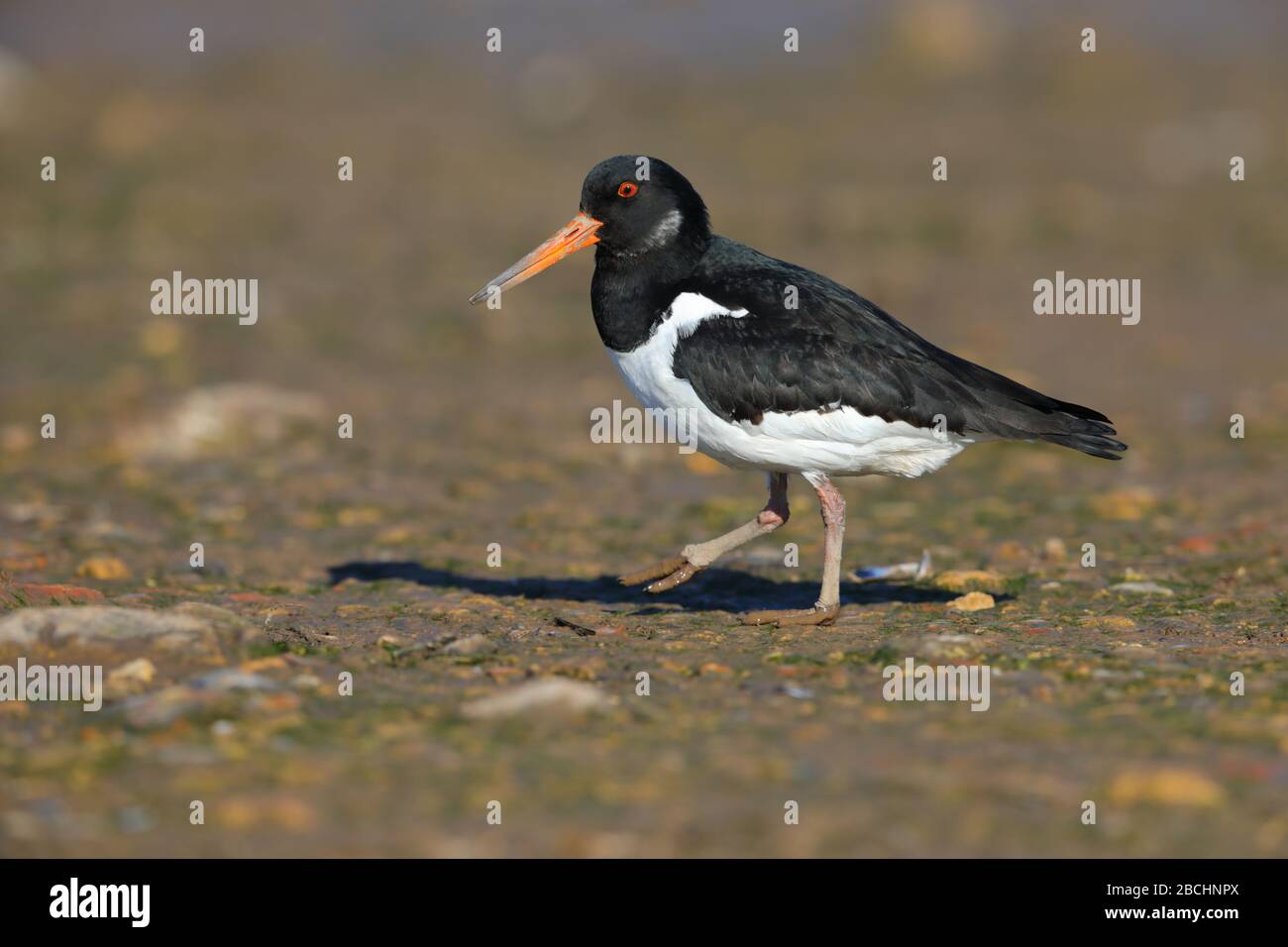 Oystercatcher uk mud hires stock photography and images Alamy