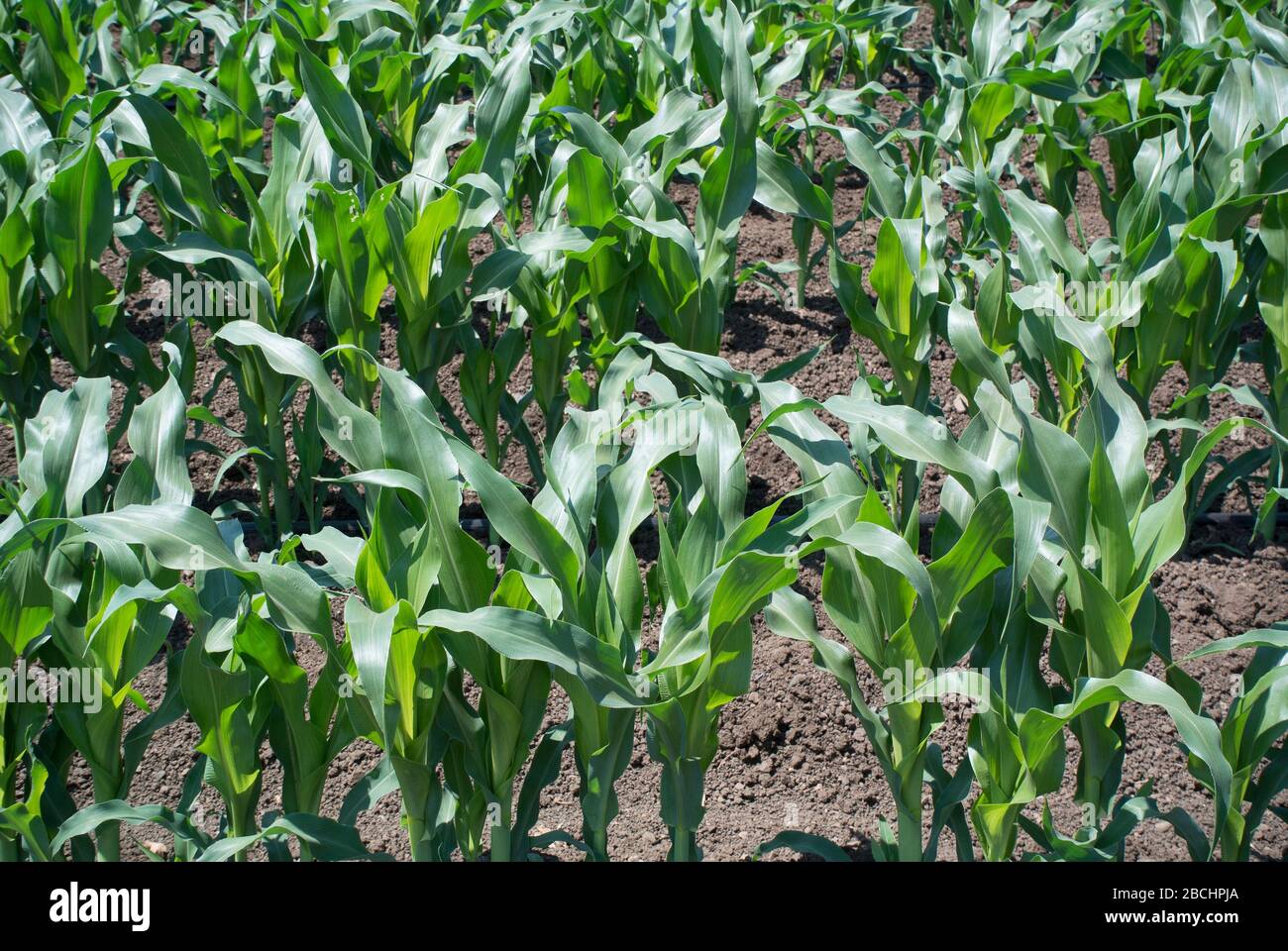 Corn Growing in Field Stock Photo Alamy