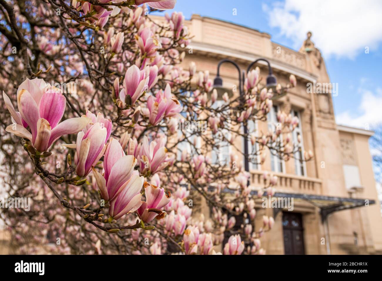 blooming magnolia in front of the Theater Gießen, official name Stadttheater Gießen (Gießen Municipal Theatre), in Gießen, Germany Stock Photo