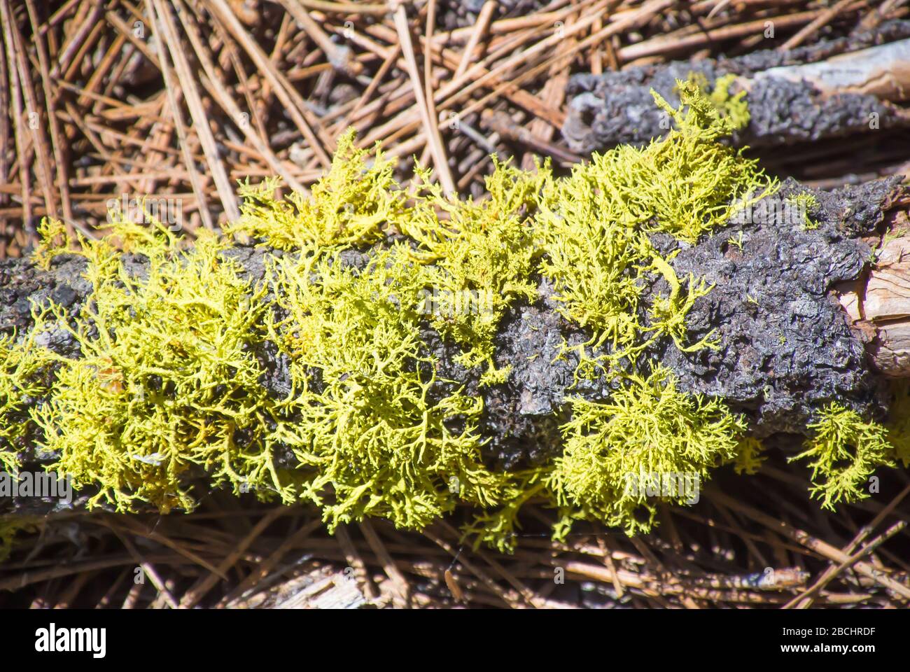 Lichen Growing on Log Found on the Forest Ground Floor Stock Photo