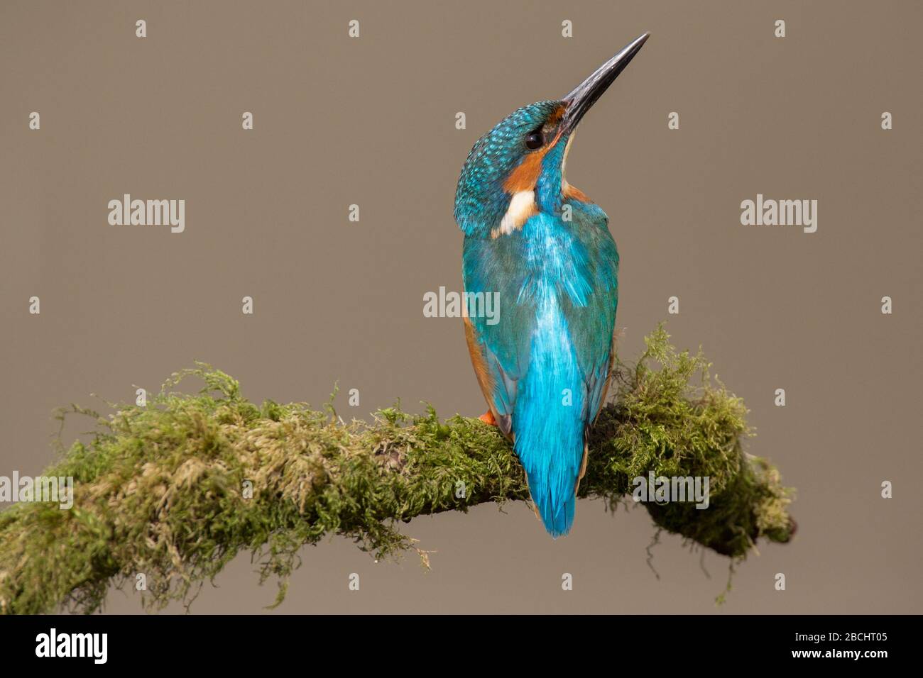 European Kingfisher ( Alcedo Atthis ) perched showing its bright blur colours and long beak with a blurred background Stock Photo