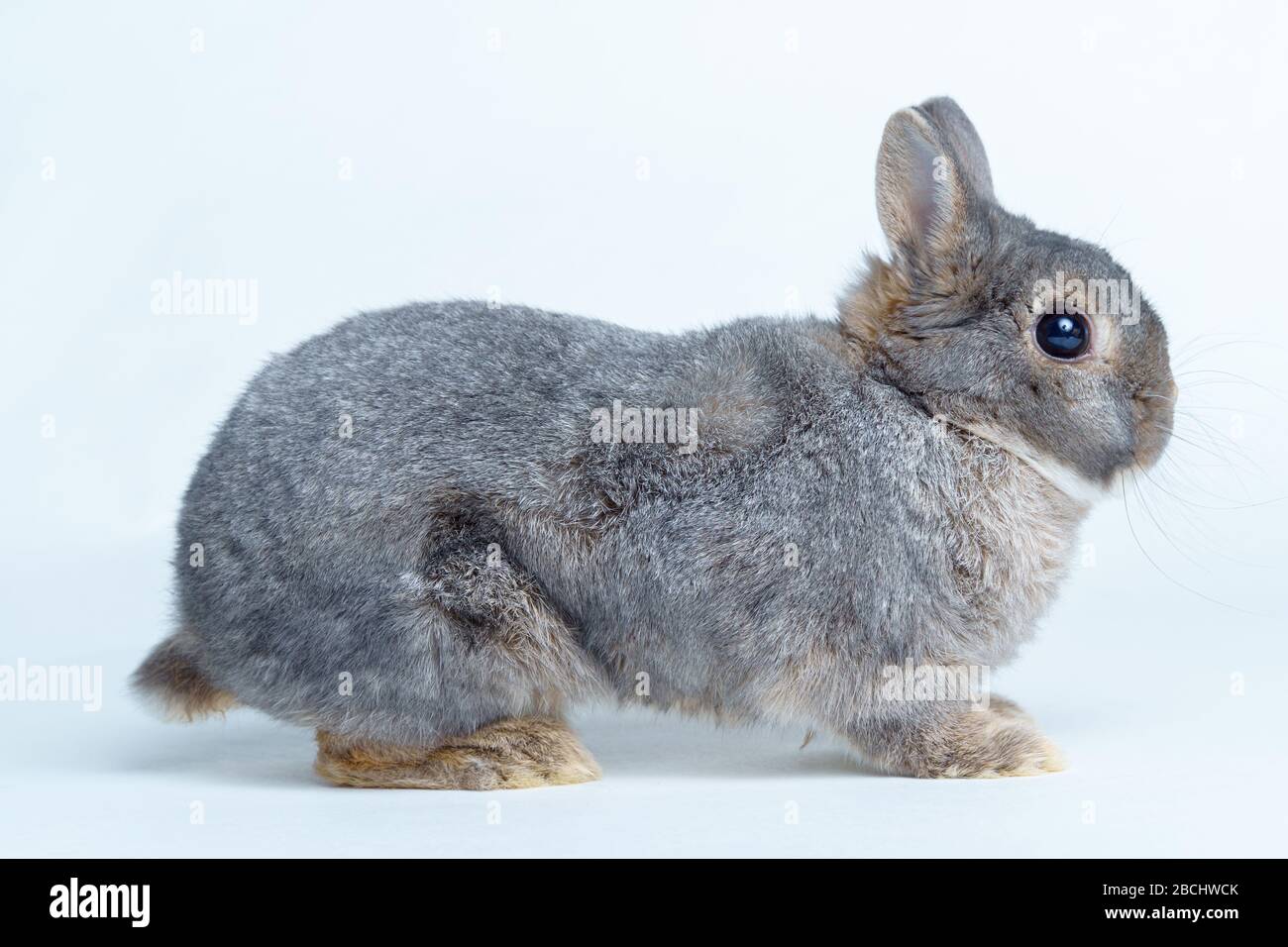 Adorable rabbit isolated on a white background Stock Photo