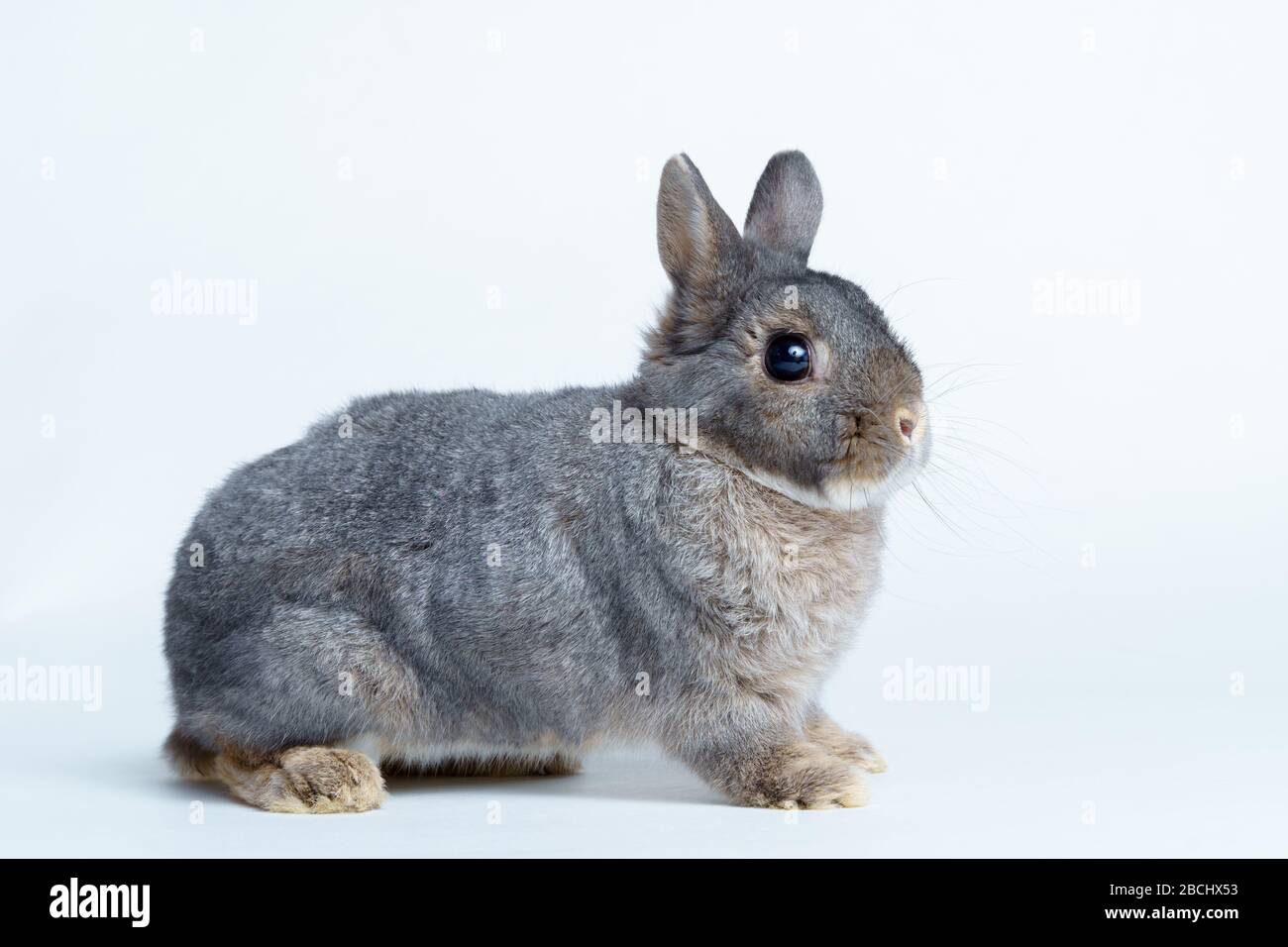 Adorable fluffy baby bunny rabbit hi-res stock photography and images ...