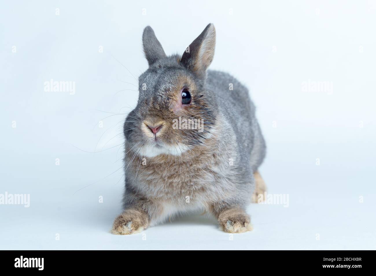 Adorable rabbit isolated on a white background Stock Photo