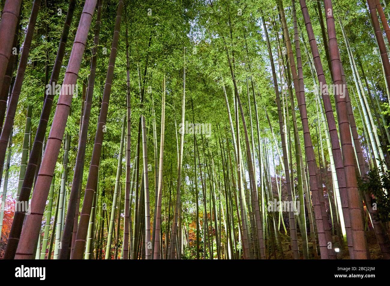 Green bamboo forest in the evening Stock Photo