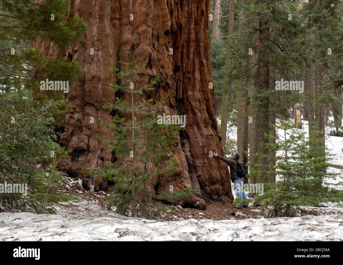 Giving a Sequoia tree a hug Stock Photo
