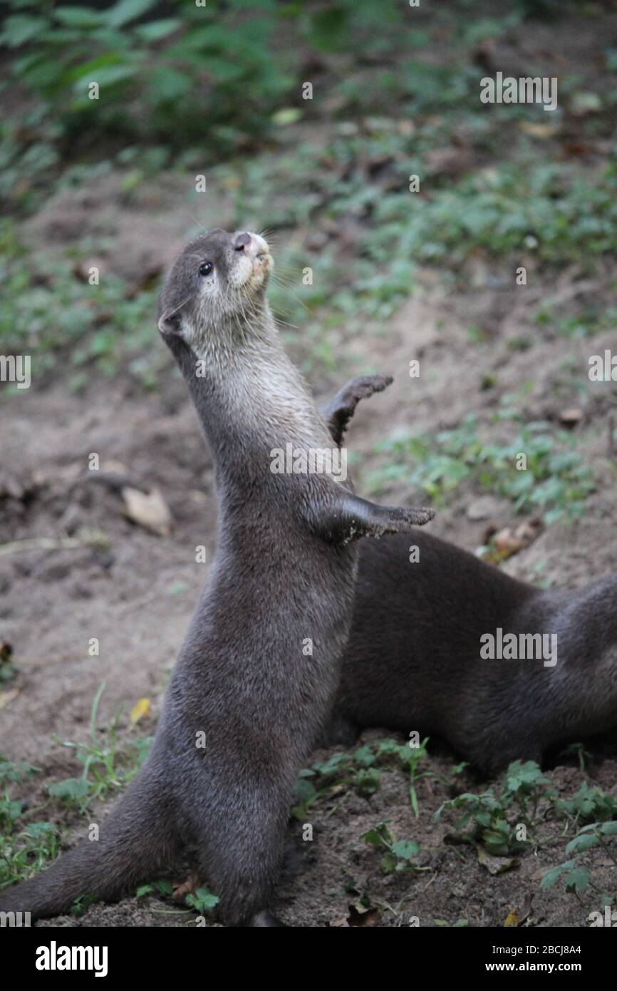 Standing otter Stock Photo