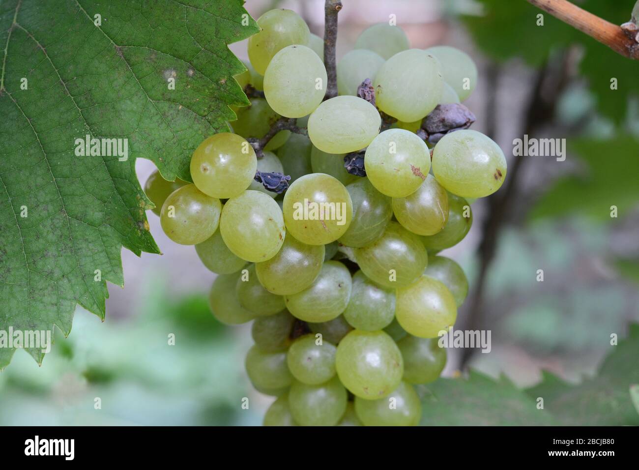 bunch of grapes on the vine with green leaves Stock Photo - Alamy
