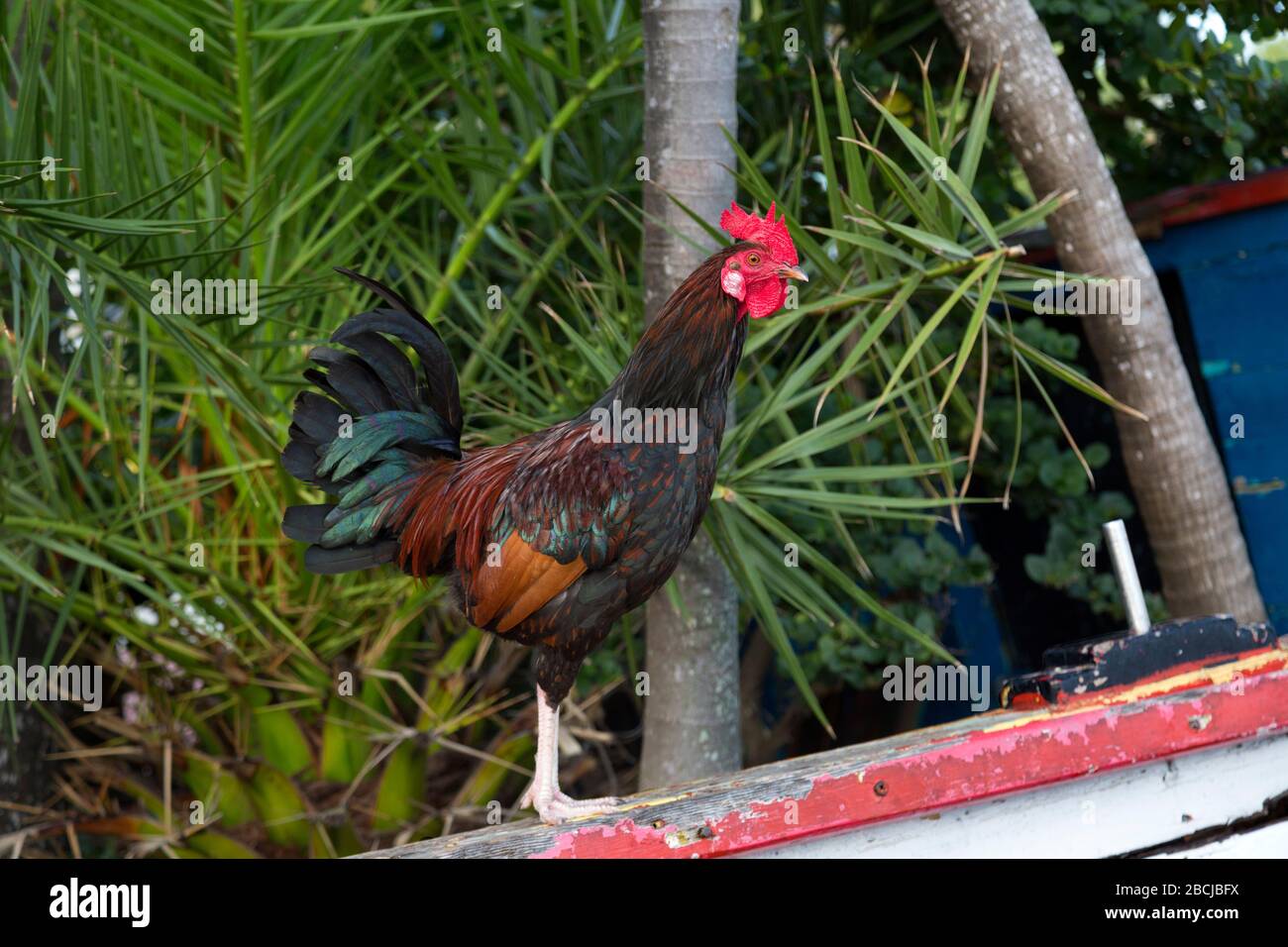 Colorful roosters roam freely around Key West Florida. They are a
