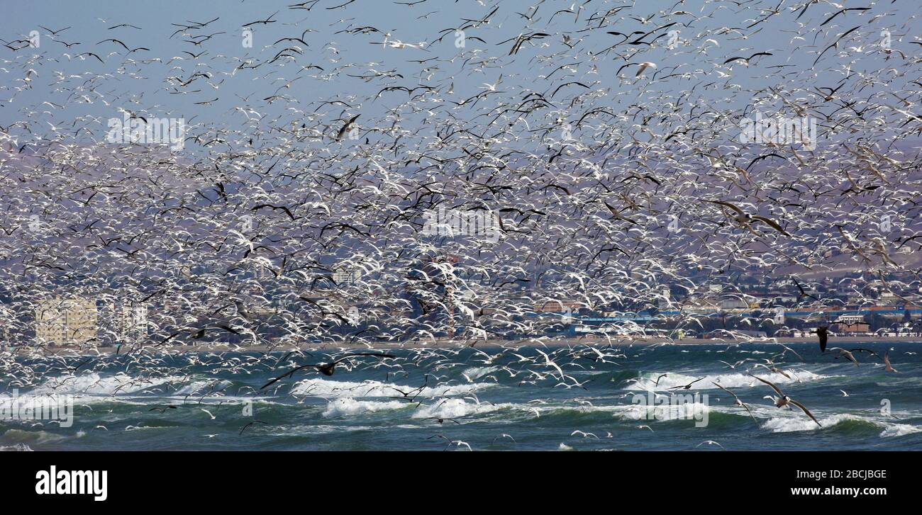 Thousands of marine birds in flight in northern Chile Stock Photo