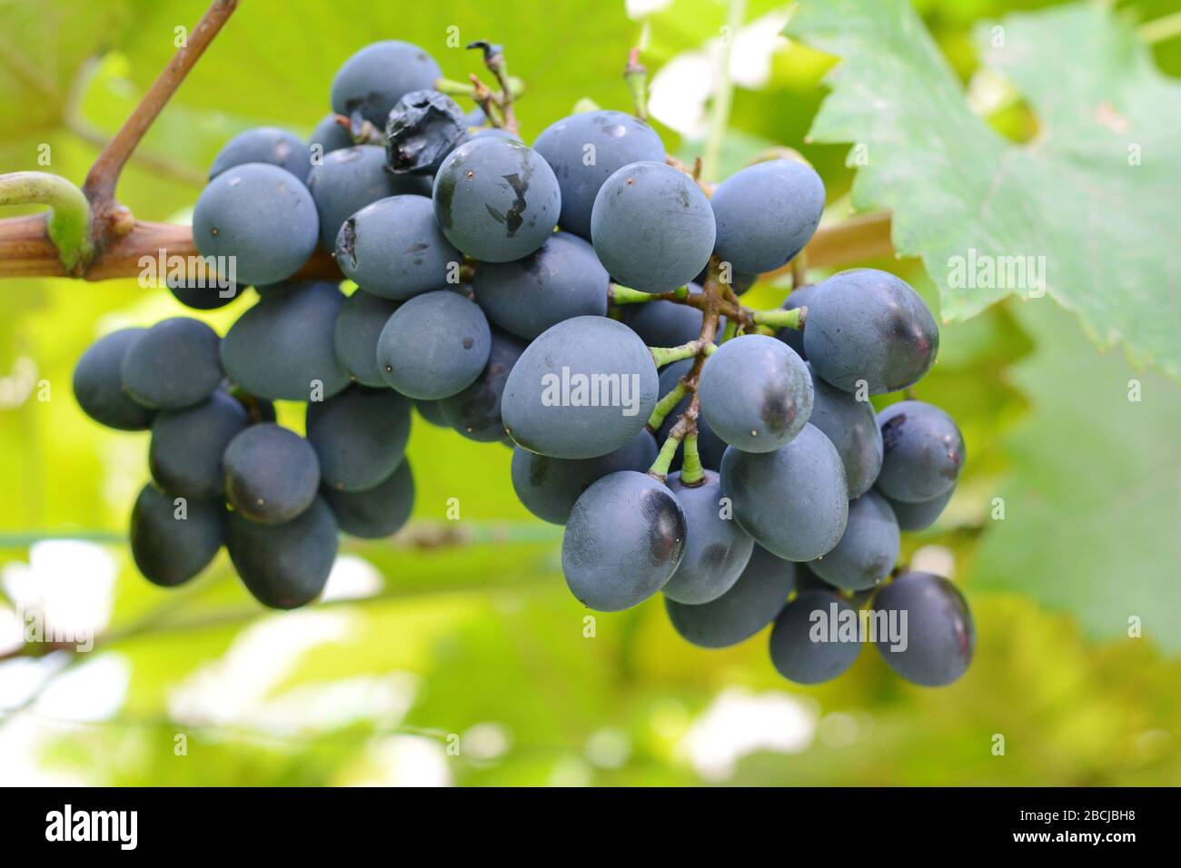 bunch of grapes on the vine with green leaves Stock Photo - Alamy