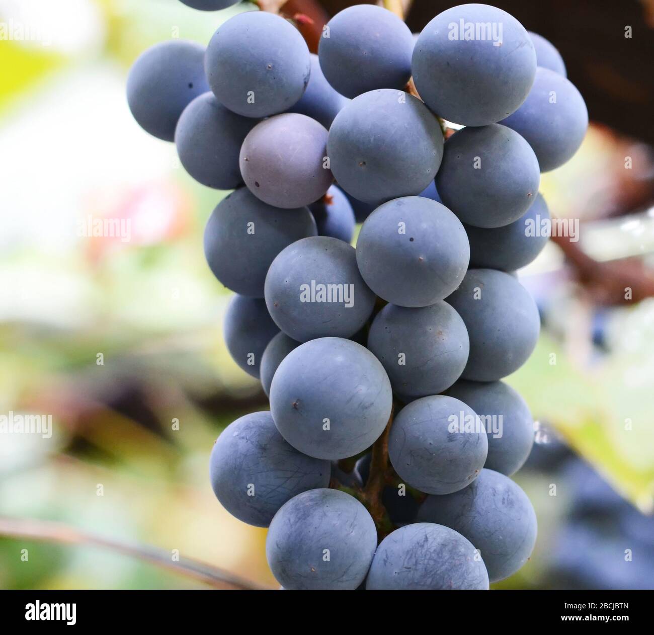 bunch of grapes on the vine with green leaves Stock Photo - Alamy