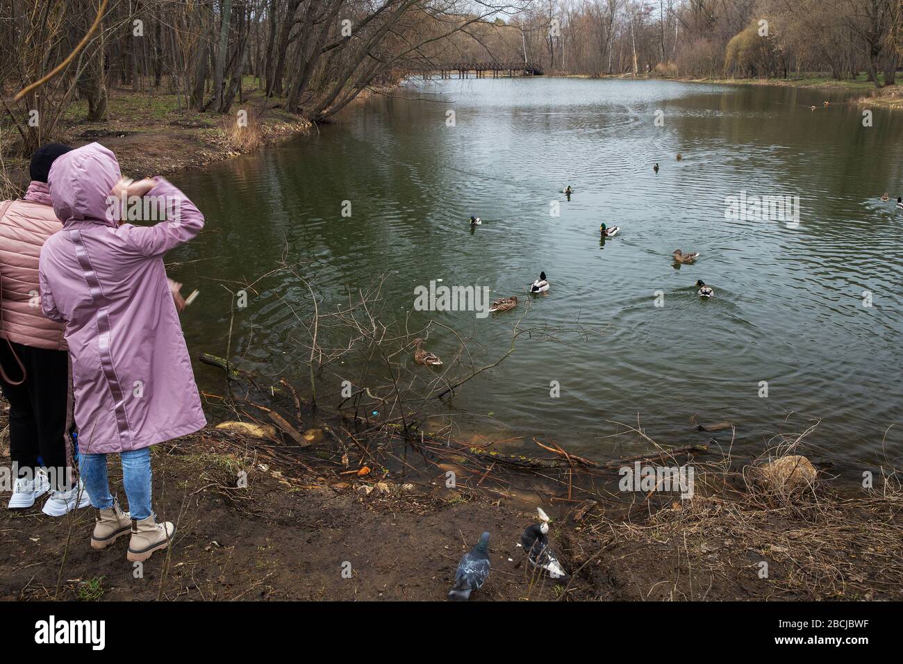 People feeding ducks early at springtime in Moscow. Unrecognizable persons. Stock Photo