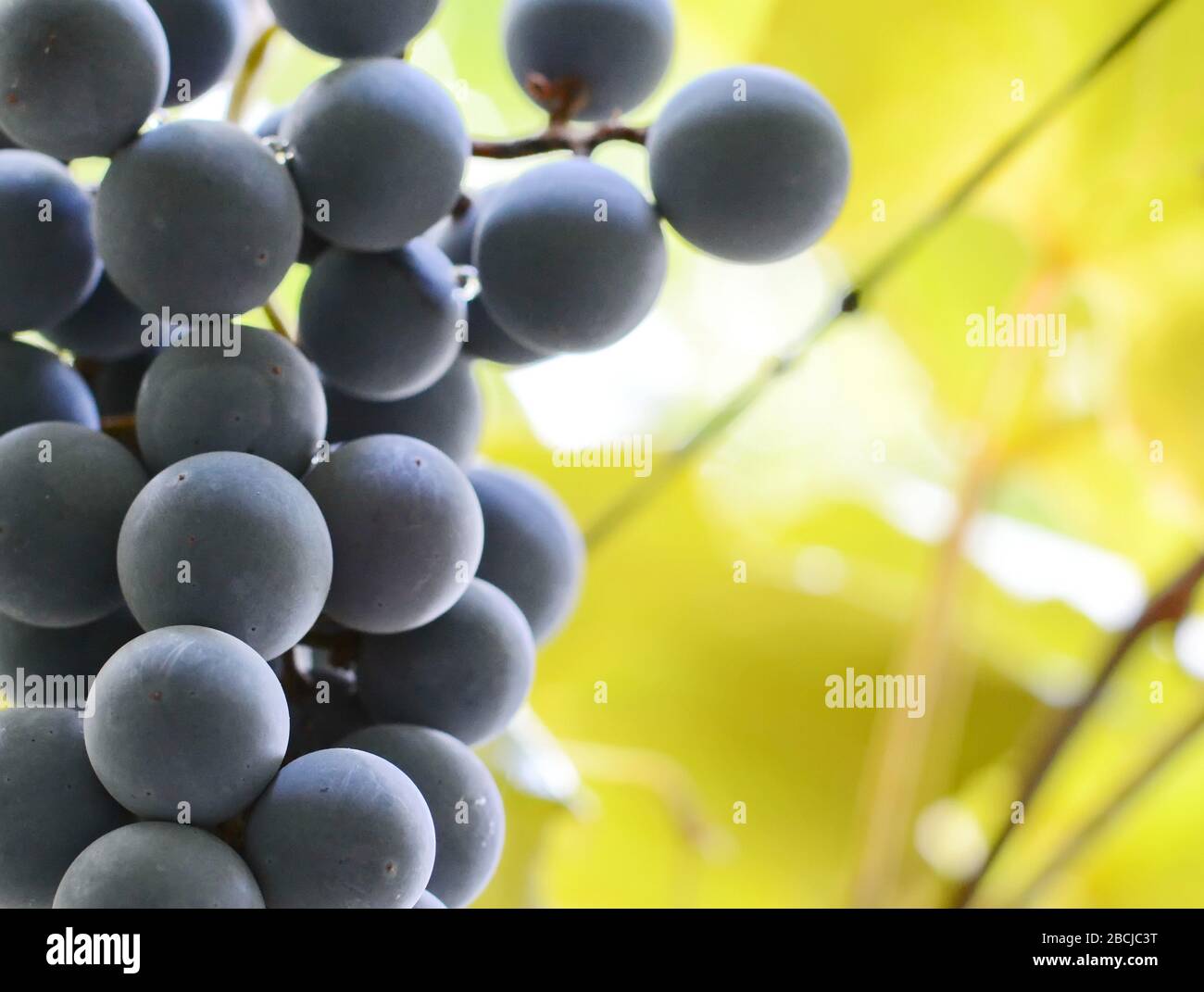 bunch of grapes on the vine with green leaves Stock Photo - Alamy
