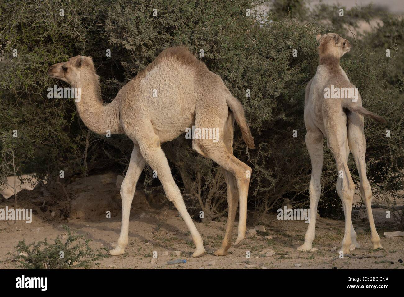 Domestic camels grazing in the desert, in southern Qatar Stock Photo