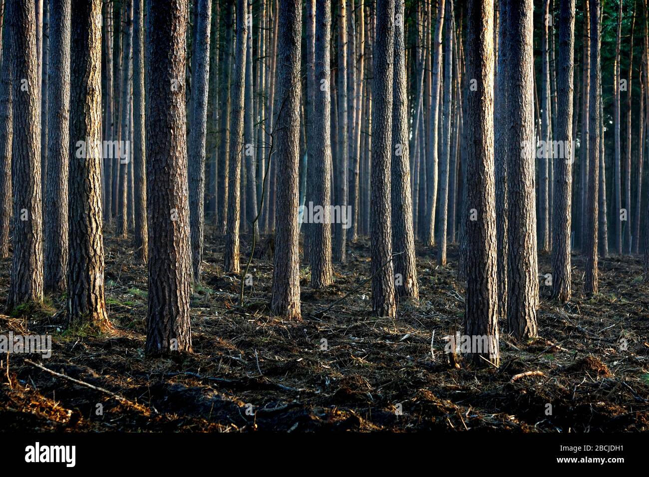 Kiefernwald bei Briesetal Stock Photo