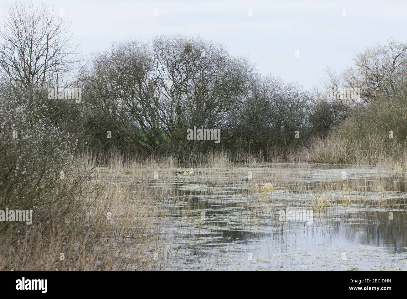 Teich bei Bernau Stock Photo Alamy