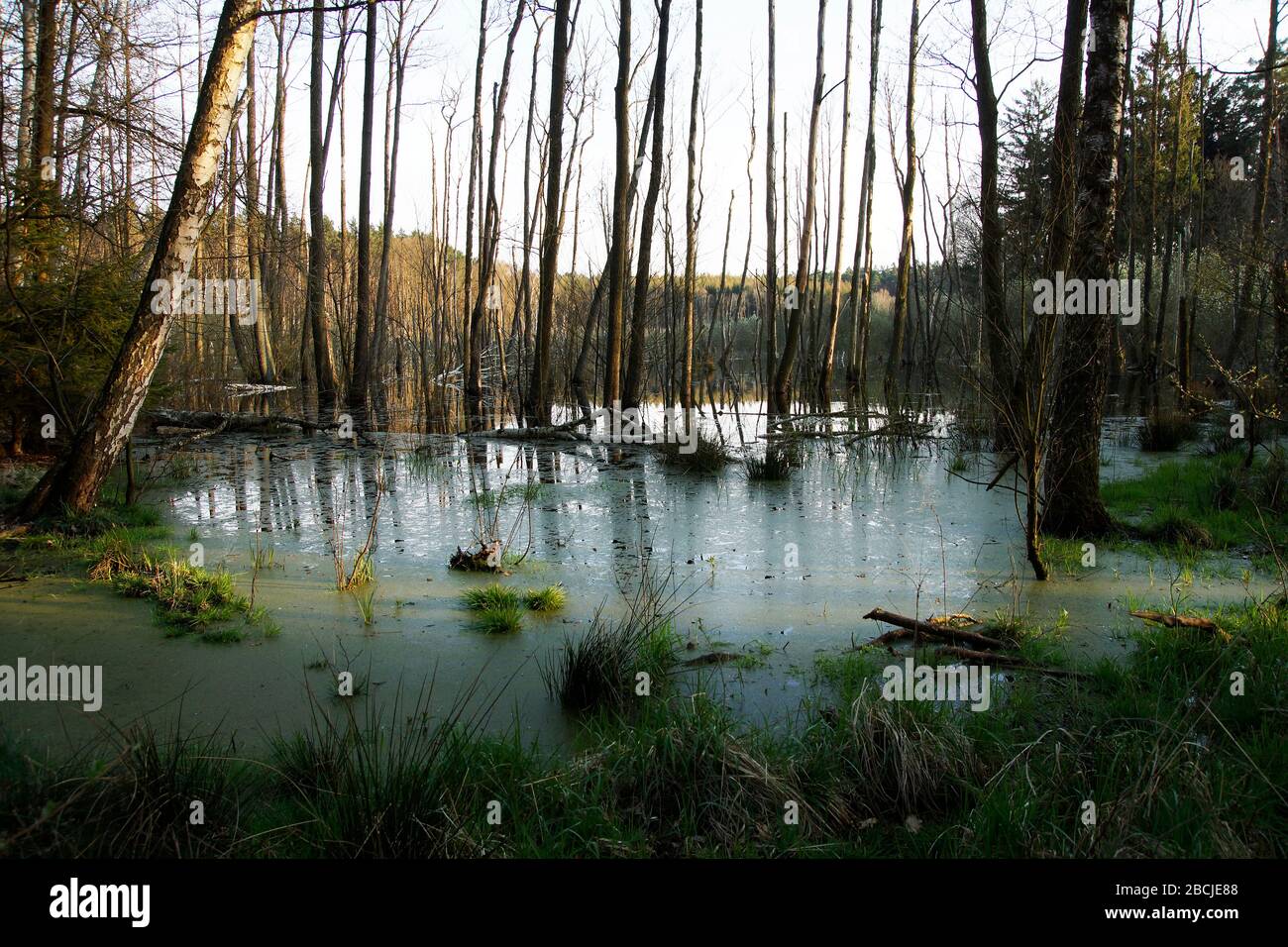 Biesenthaler Becken / Feuchtgebiet beim Hellsee / Barnim Stock Photo