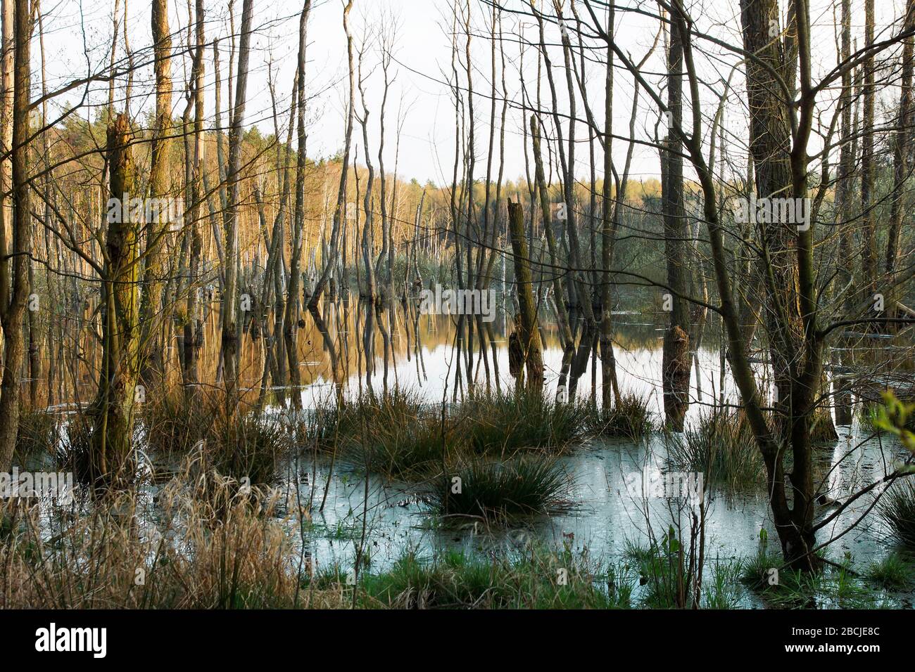 Biesenthaler Becken / Feuchtgebiet beim Hellsee / Barnim Stock Photo