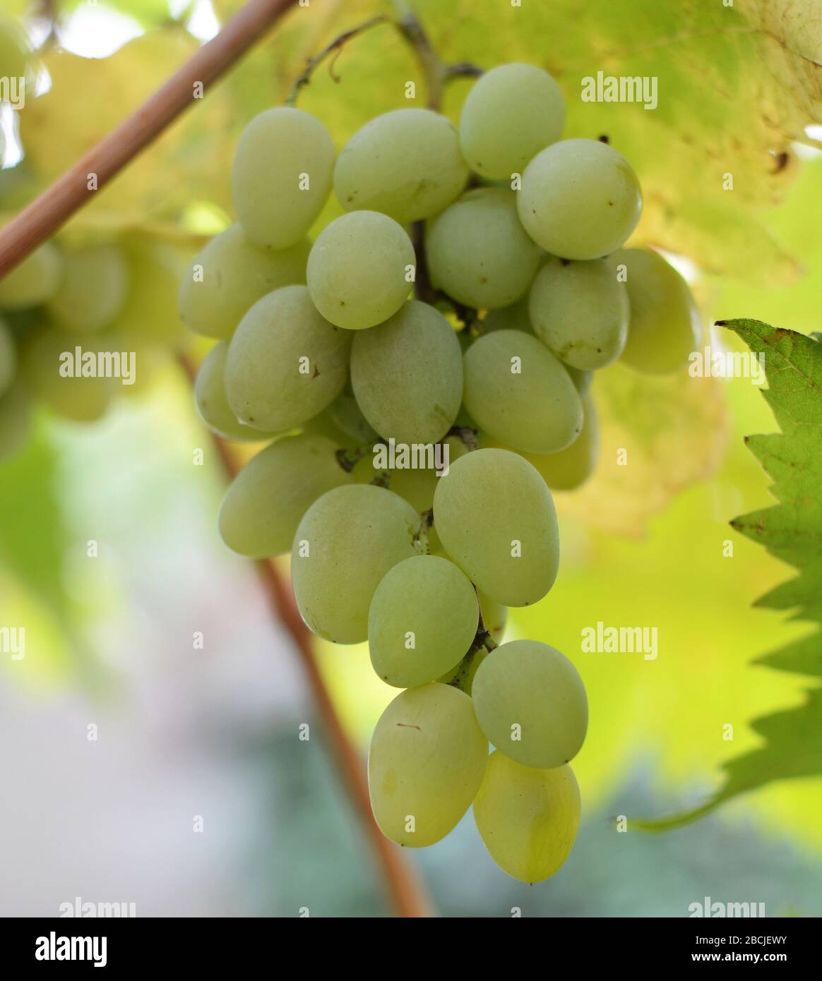 bunch of grapes on the vine with green leaves Stock Photo - Alamy