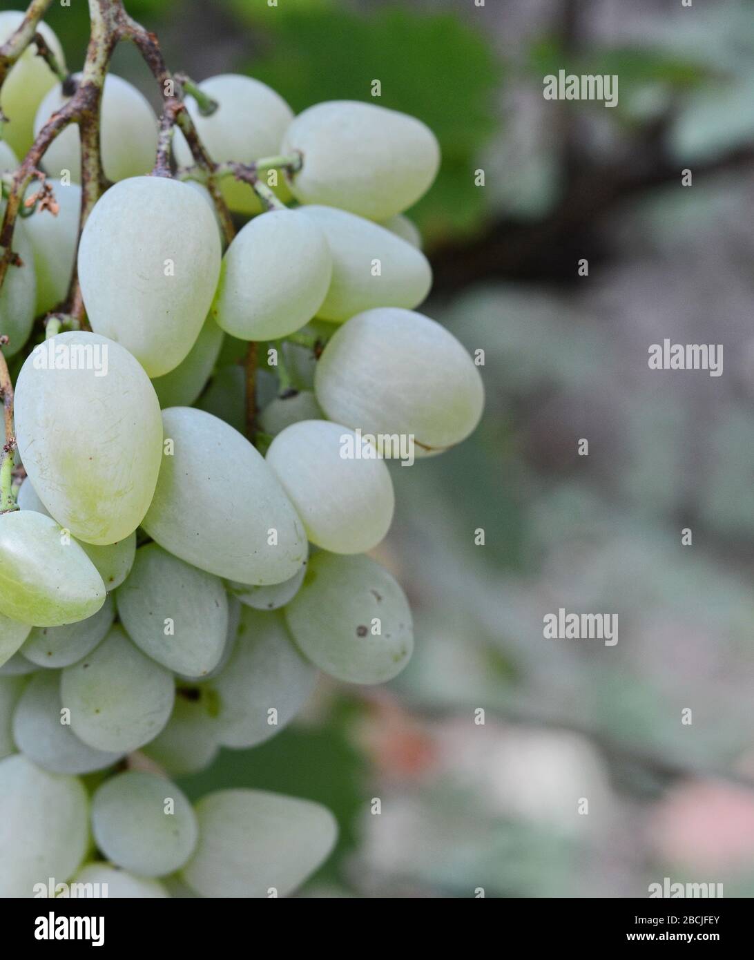 bunch of grapes on the vine with green leaves Stock Photo - Alamy