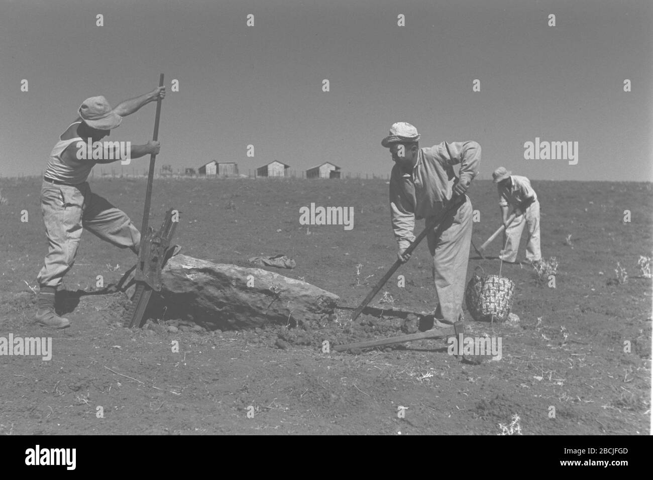 English Kibbutz Members Removing Stones From A Field Near Kibbutz Gal On O U I O U U O O C O U E I E I U I U C O U I C O Ss U E O E Ss O E I I U E I U 30 November 1946 This Is Available From