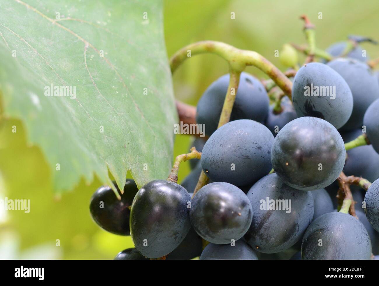bunch of grapes on the vine with green leaves Stock Photo - Alamy