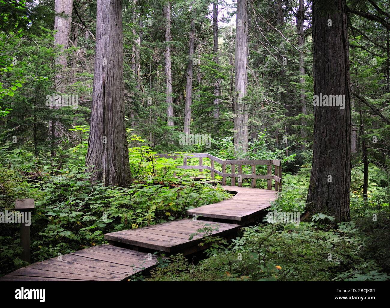 Giant Cedars Trail Through Rain Forest Revelstoke National Park Stock