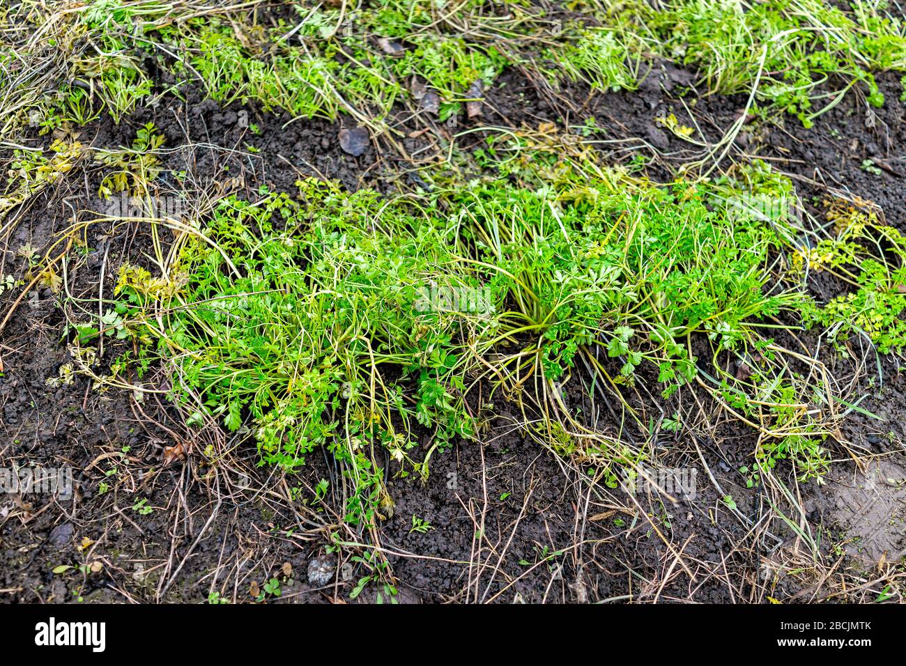 Green parsley leaves plant growing on ground in winter garden vegetable