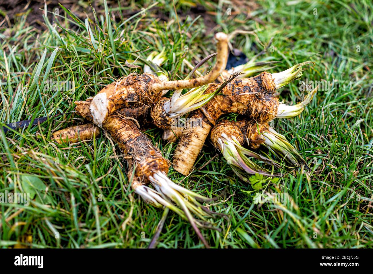 Green grass closeup view with dug up horseradish root in winter vegetable garden in Ukraine dacha Stock Photo