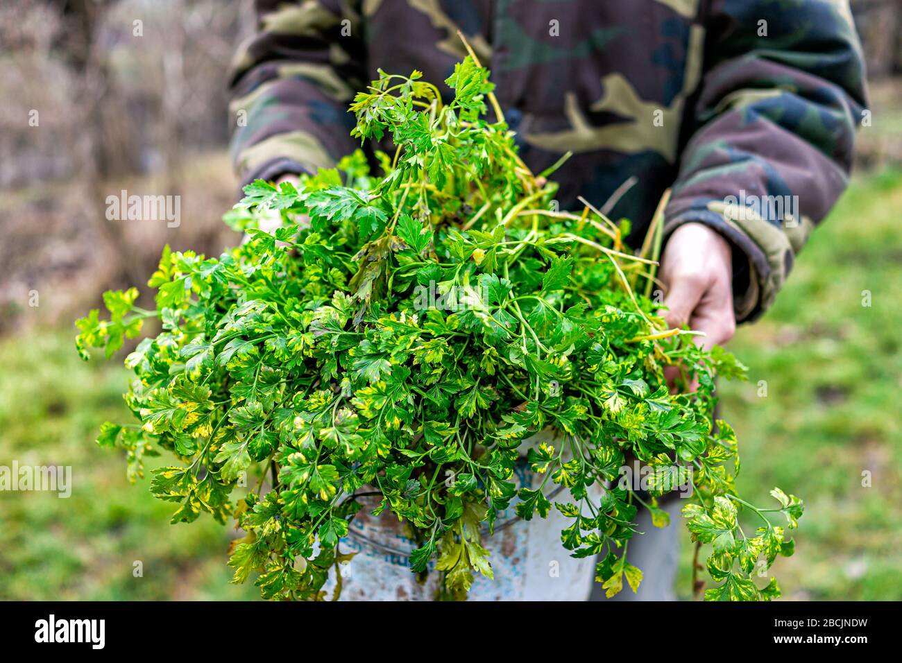 Green parsley plant harvest with man holding bucket container of vegetable in winter garden vegetable in Ukraine dacha Stock Photo