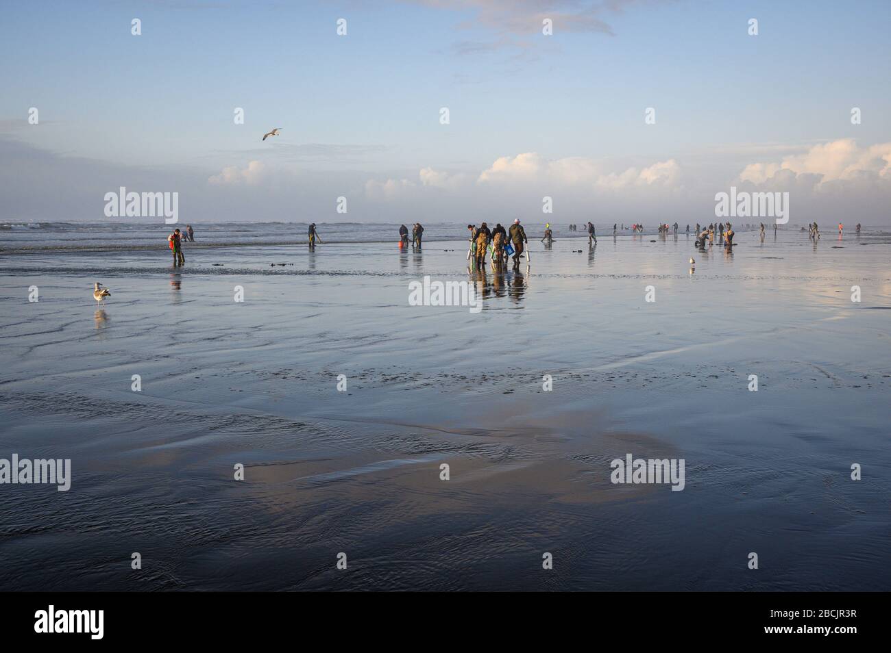 Clam digging washington hires stock photography and images Alamy