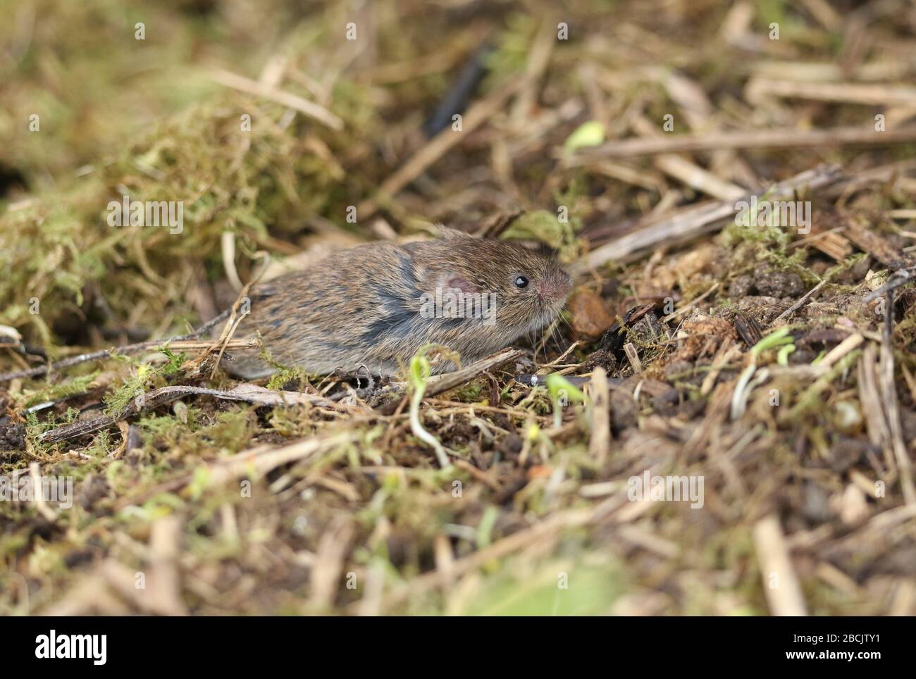 https://c8.alamy.com/comp/2BCJTY1/a-cute-field-or-short-tailed-vole-microtus-agrestis-emerging-from-its-nest-in-a-field-in-the-uk-2BCJTY1.jpg