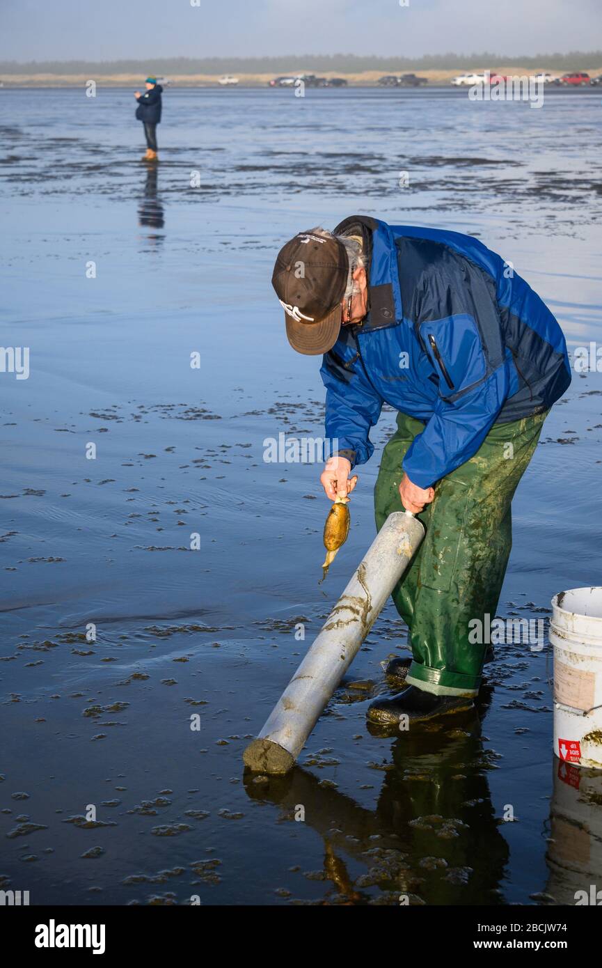 Razor clams washington coast hires stock photography and images Alamy