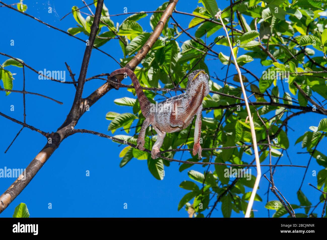 Africa, Madagascar, Ambalavao. Anja Community reserve. Chameleon eating ...