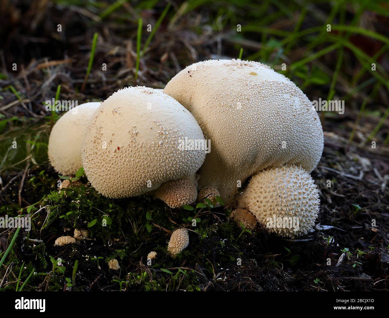'Common Name: Gem-studded Puffball, Common Puffball,    The spiked protuberances that extend from the outer shell called the peridium are equated to embedded diamond-like studs, an oddly beneficent metaphor as fungi generally have more pejorative nomenclature (like devil’s snuffbox). The term puffball is descriptive of a round fungus that expels its spores in ‘puffs’ through a hole that develops in the peridium called an ostiole.; 24 March 2017, 13:16; Lycoperdon pyriforme,(Pear shaped puffball); Bernard Spragg. NZ from Christchurch, New Zealand; ' Stock Photo