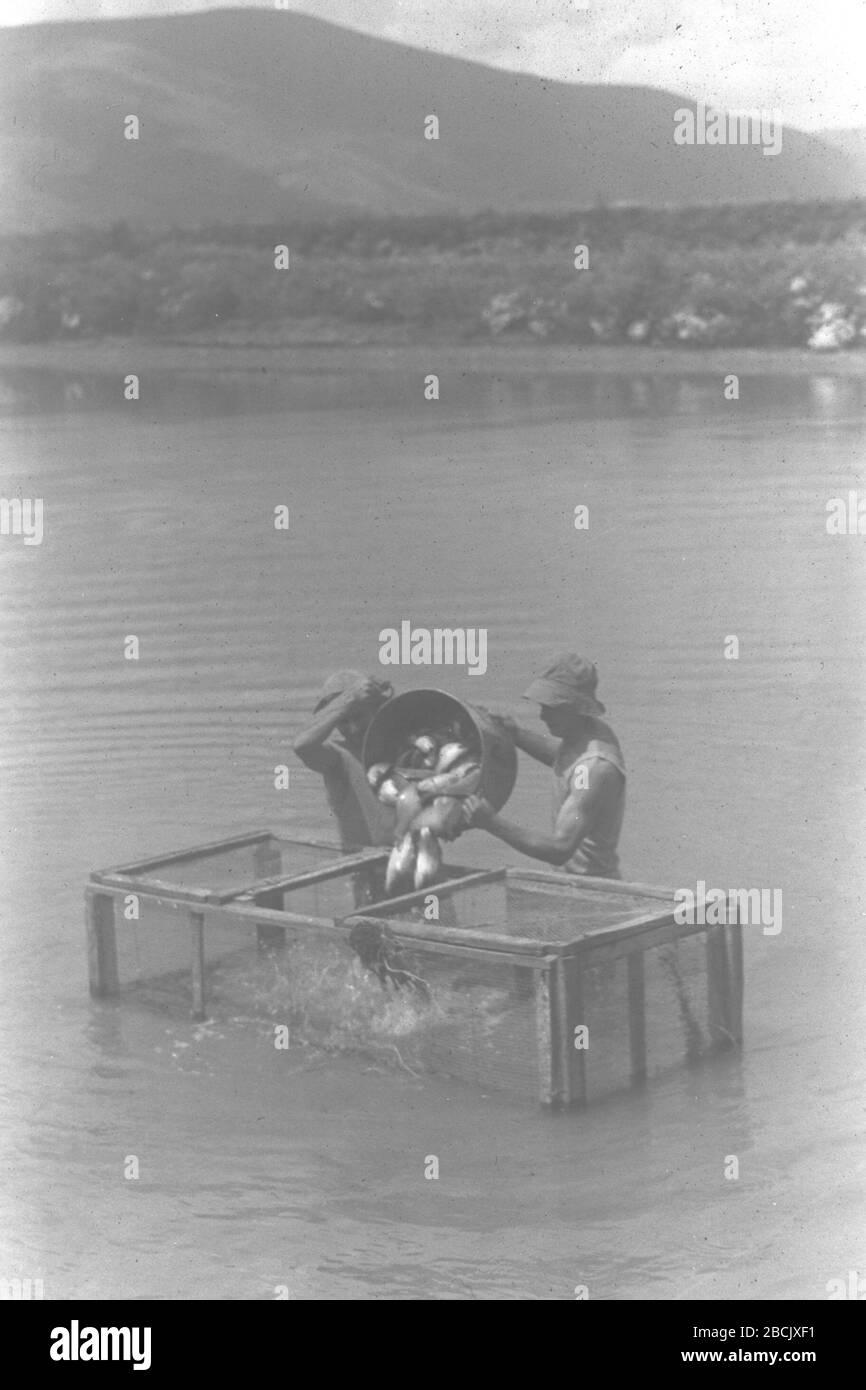 English Members Of Kibbutz Sde Nahum Working In The Fish Pond I O O I O U I I O U E E I U C U Ss O E I C I I O I U E U Ss O N E U 01 07 1943 This Is Available From National Photo Collection Of