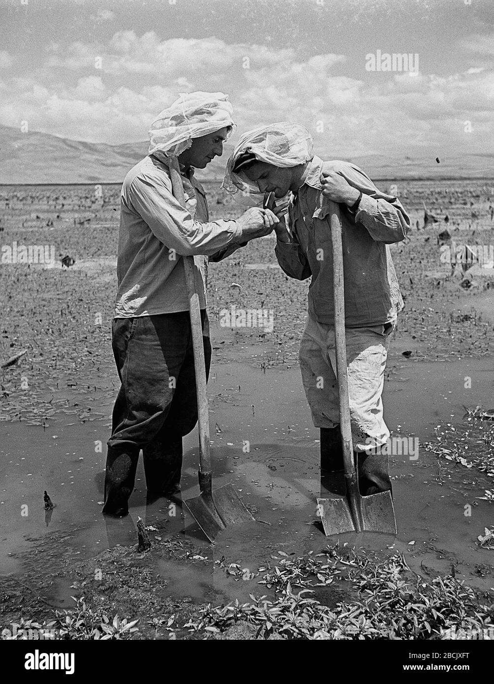 English Members Of Kibbutz Amir Their Heads Covered With Netting Against Malaria Flies Working In The Hule Swamps O U I O U O E O Ss O E I U O I E I O U E E O I O I U I E O U I U