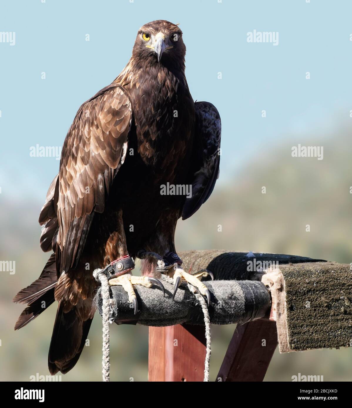 A Golden Eagle site quietly on his perch and looks directly at the camera. Stock Photo