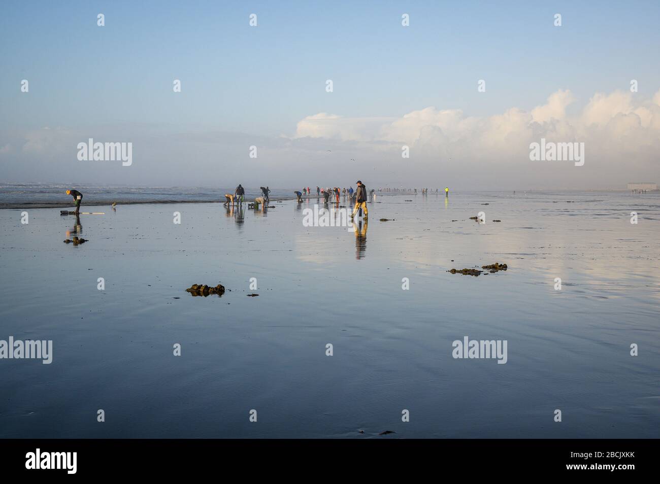 Clam digging washington hires stock photography and images Alamy