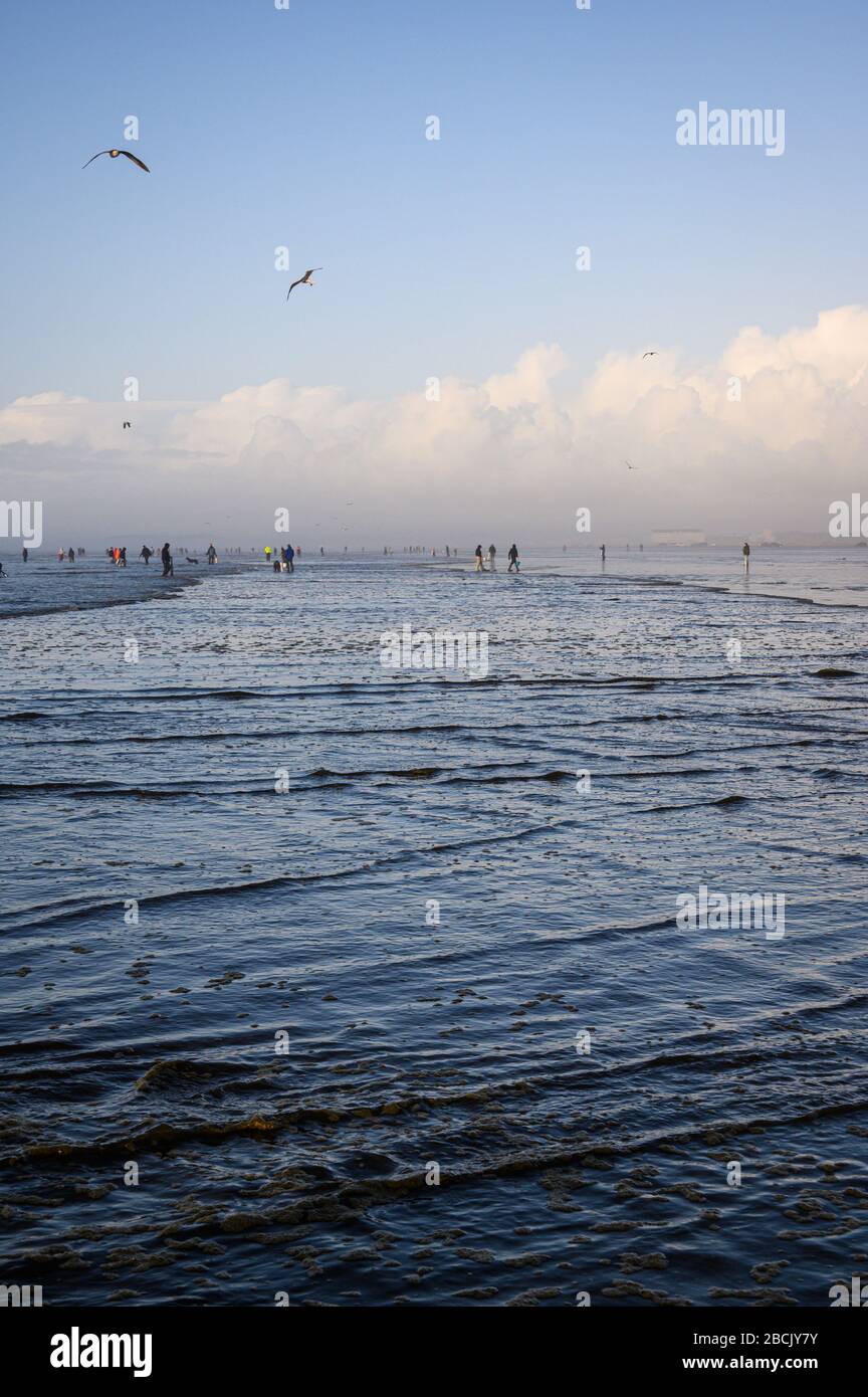 Clam digging washington hires stock photography and images Alamy