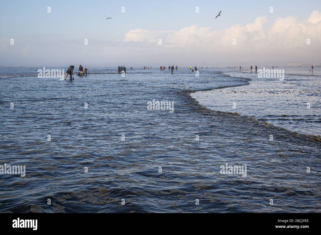 Surf clam harvest hires stock photography and images Alamy