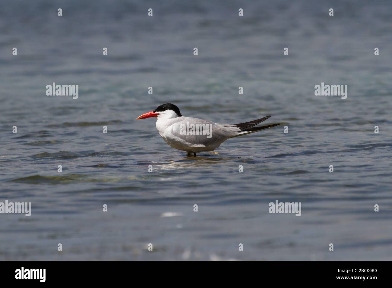 Large bird standing in shallow hi-res stock photography and images - Alamy