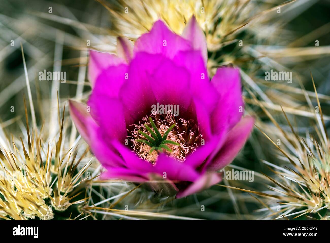 Hedgehog cactus bloom in he Sonoran Desert near Phoenix, Arizona Stock