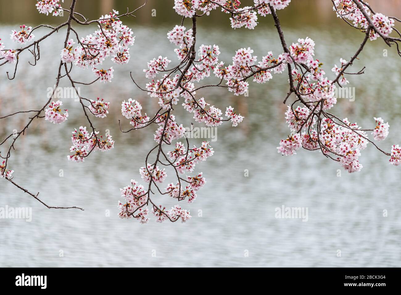 Japanese cherry blossom on sakura tree branches by Osawa-no-Ike Pond lake in spring in Arashiyama area by Daikakuji Temple with water ripples in blurr Stock Photo